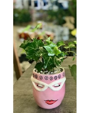 Lola - Ivy Plant Plant