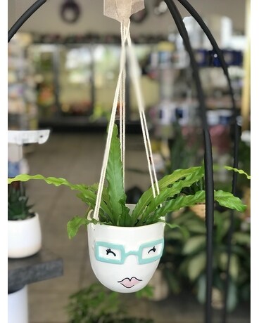 Florence - Hanging Birds Nest Plant