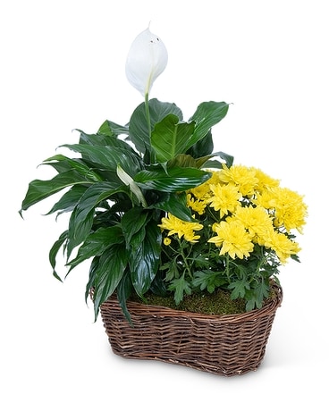 Blooming and Green Plant Basket Plant