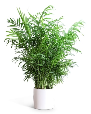 Palm Plant in Modern Container Plant