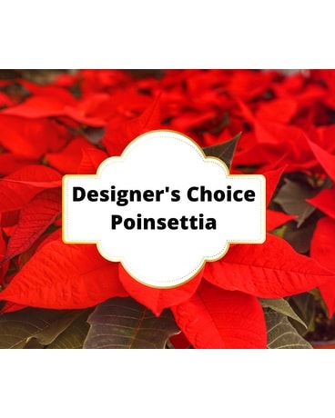 Designer Choice: Poinsettia Flower Arrangement
