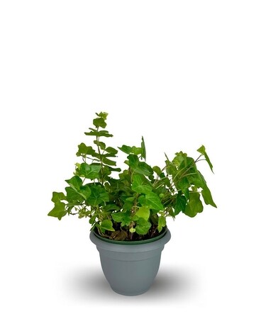Ivy - 6 Inch in Wichita KS - Tillie's Flower Shop
