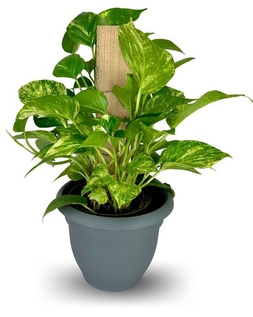 Pothos Pole - 6 Inch Flower Arrangement