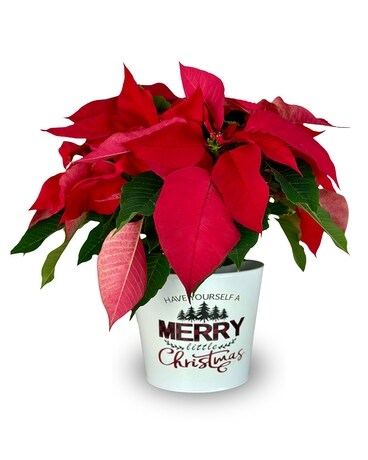Holiday Poinsettia Flower Arrangement