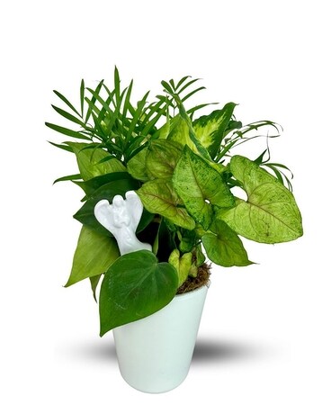 Angel Dish Garden Plant
