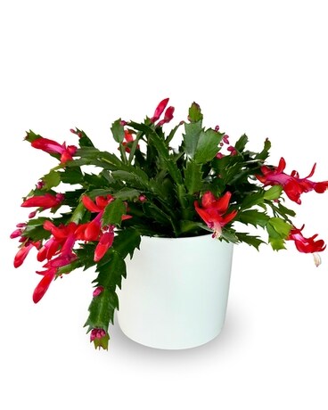 Christmas Cactus Plant