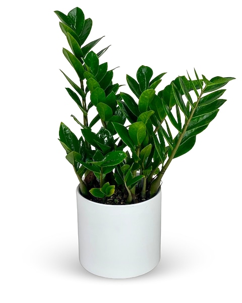 thymus vulgaris plant Thyme Plant Care - How to Grow Thymus vulgaris