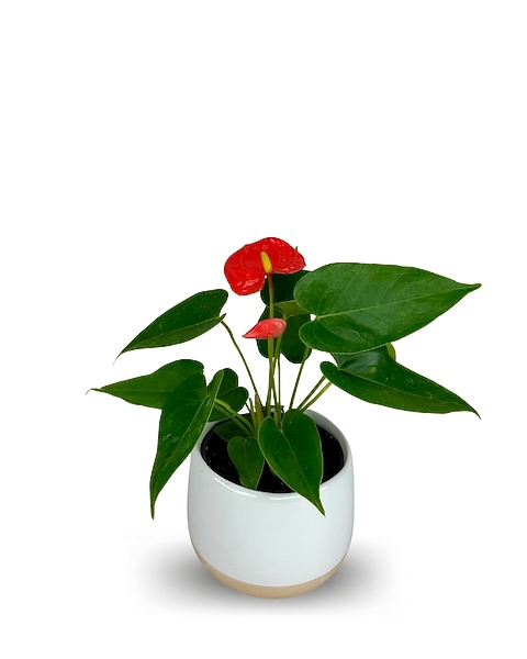 bonsai kamelie Seedeo® Japanische Kamelie (Camelia Japonica) Zimmer-Bonsai Rosablühen main image 0