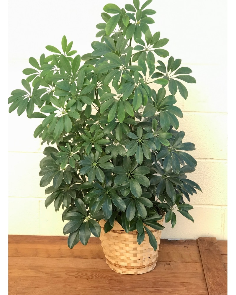 Schefflera Arboricola Plant in Wichita KS - Tillie's Flower Shop