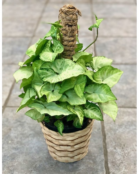 100 varieties of philodendron Explore Our Philodendron Gloriosum