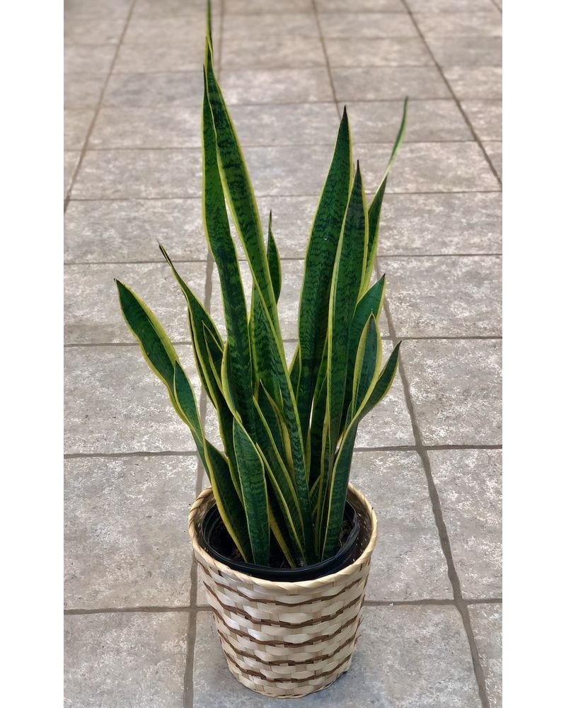 Snake Plant Superba 8 Inches
