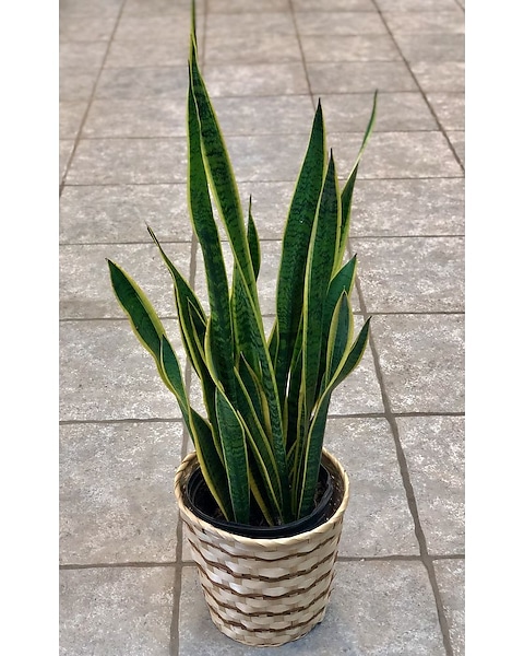 Snake Plant - 8 Inch in Wichita KS - Tillie's Flower Shop
