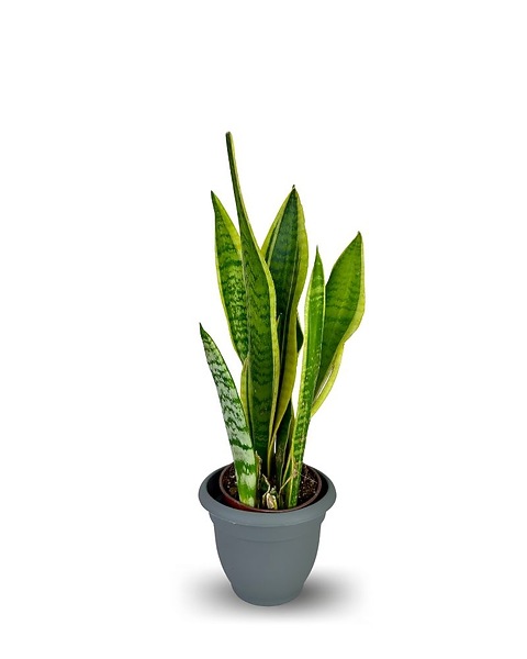 Snake Plant - 6 Inch