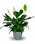 Peace Lily Plant in Wichita KS - Tillie's Flower Shop