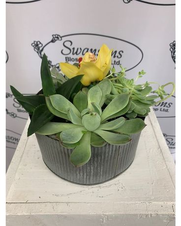 Quarantine SUCCS