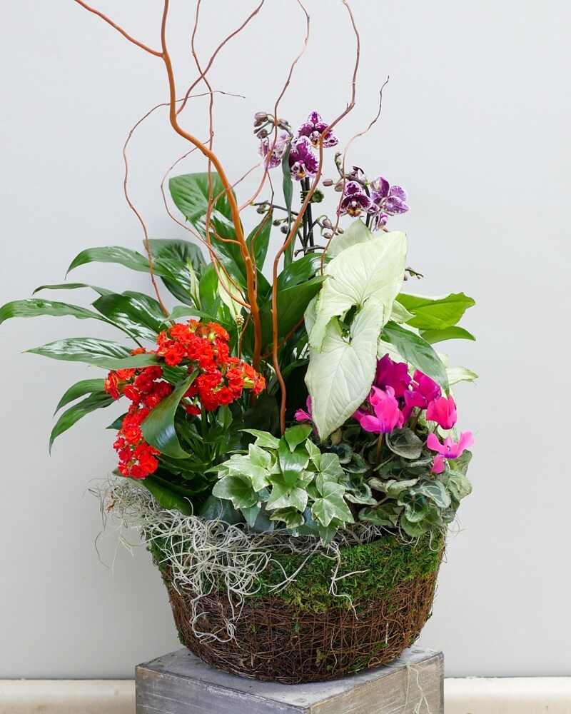 Plants Delivery Deerfield IL - Swanson's Ashland Addison Florist