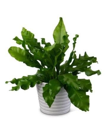 Bird's Nest Fern Flower Arrangement