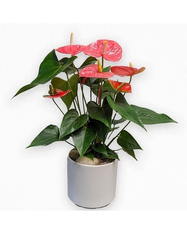 Anthurium besseae red veins no.1 夏用梱包 Anthurium besseae red veins no.1 夏用梱包 Anthurium besseae