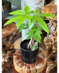 sleeping pothos Wholesale Epipremnum Aureum Shangri La Sleeping Pothos  Tropical Houseplant