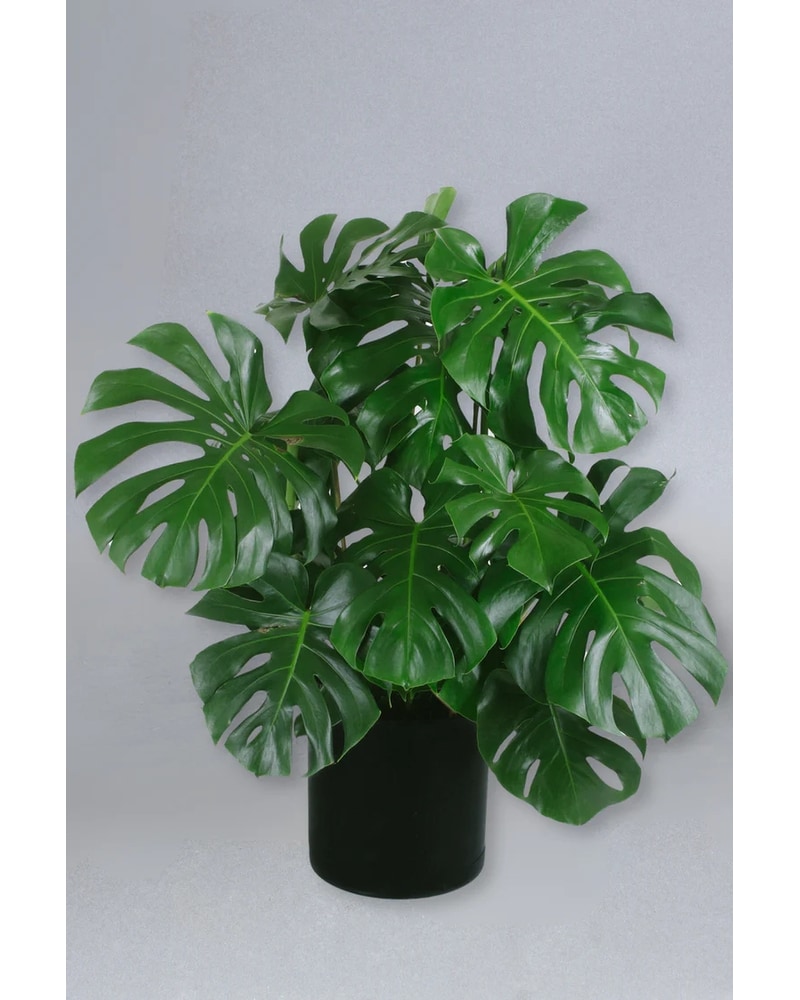 Plants Delivery Bellevue WA - Bellevue Crossroads Florist