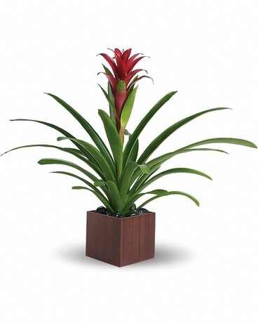 Teleflora's Bromeliad Beauty Flower Arrangement