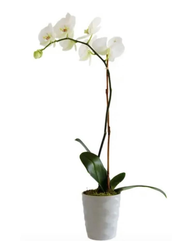 Get Well Flowers Delivery Flint MI - Curtis Flower Shop