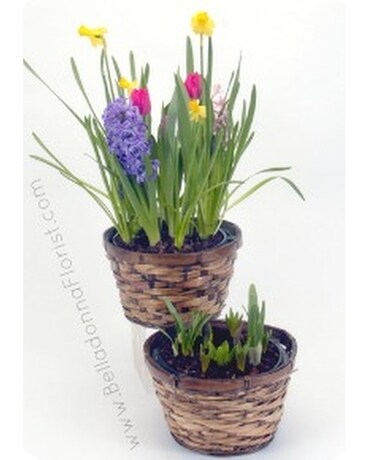 Spring Bulb Garden in Basket