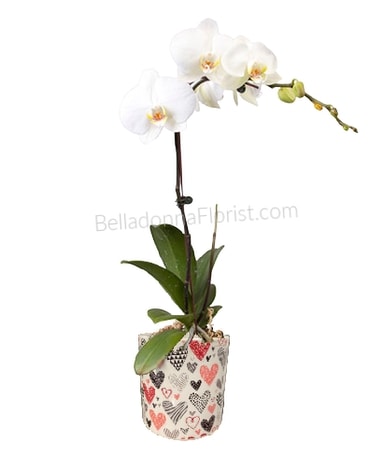 Hearts a Flutter Blooming Planter Plant