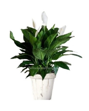 Elegant Spathiphyllum Peace Lily Plant