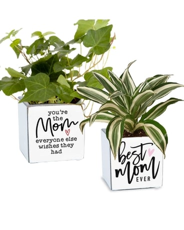 Celebrate Mom Desktop Planter (s) Plant