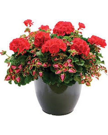 Geranium Annual Combo Planter Plant