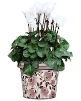 Blooming Plant size,  inches height and  inches wide.