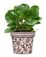 Green Plant size,  inches height and  inches wide.