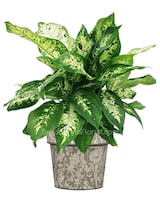Green Plant size,  inches height and  inches wide.