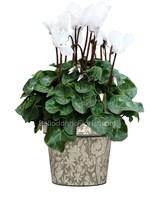Blooming Plant size,  inches height and  inches wide.