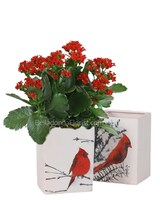 Similar to Image with Blooming Plant size,  inches height and  inches wide.