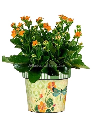Lawn Party Art Pot Blooming or Green Planter Plant