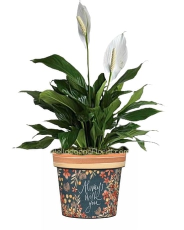 Always With You Art Pot Plant