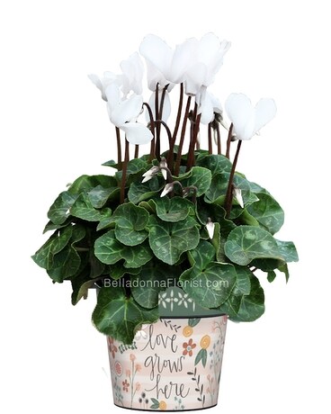 Love Grows Here Art Pot with Plants Plant