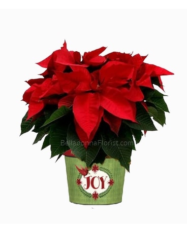 Christmas Joy Poinsettia Art Pot Plant