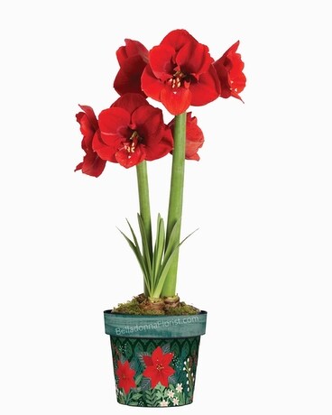 Amaryllis in Winter Garden Art Pot Plant