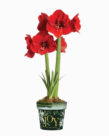 Amaryllis in Joy Art Pot Plant