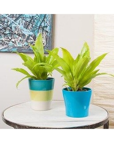 Dracena Limelight Plant