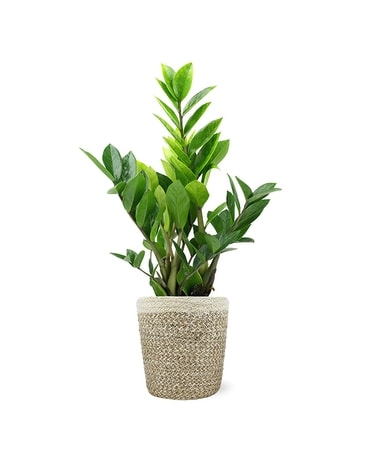 Zenzii (ZZ) Plant in Stone Ceramic Plant