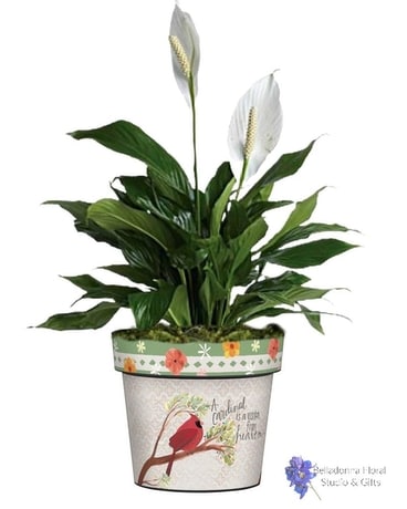Visitor from Heaven Art Pot with Plants Plant