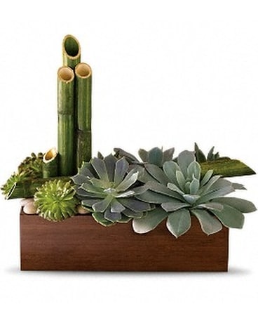 Peaceful Zen Garden Plant