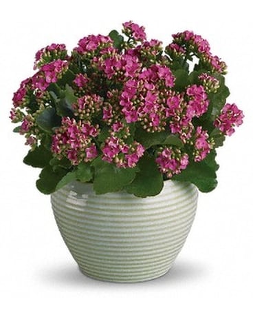 Bountiful Kalanchoe in Ceramic Plant