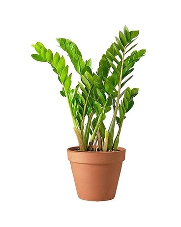 ZZ Planter Plant