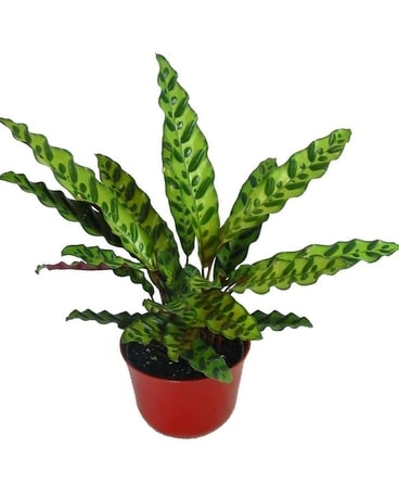 Calathea Rattlesnake Plant Plant