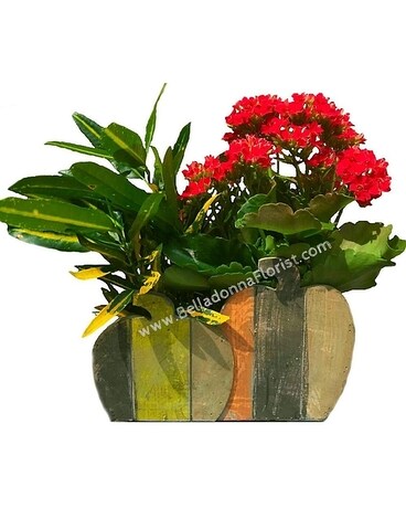 Pumpkin Planter Plant
